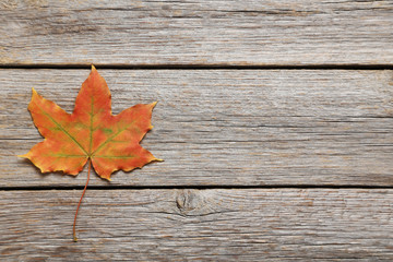 Naklejka na ściany i meble Autumn leaf on grey wooden table