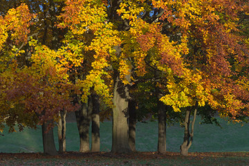 W jesiennym słońcu © Tomek Kiecana