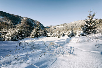 Gefrorene Grashalme in einer verschneiten Winterlandschaft