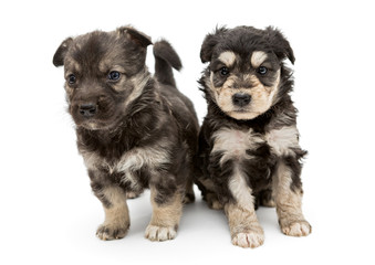 Fototapeta na wymiar Two small, serious puppy
