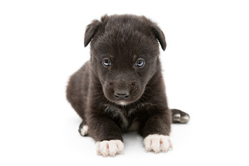 Serious black puppy