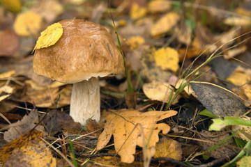 Boletus edulis in the autumn forest