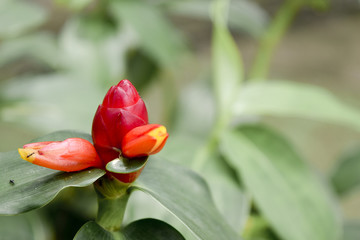 Flower buds that have not bloomed