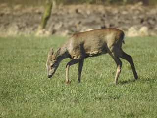 Rehwild