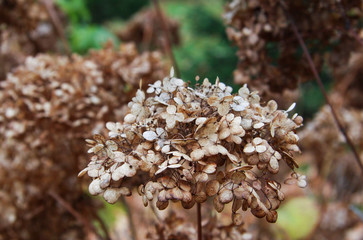 Dry white hydrangea in autumn 3