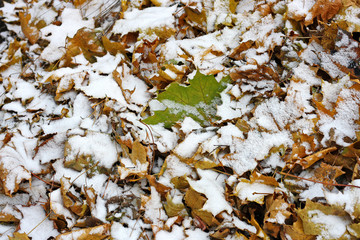 Snow on the pile of leaves.