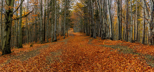 Wide alley with colorful autumnal beech trees in the Beskidy Mountains in Poland. Panorama.