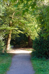 Sunlight shines between the leaves in the forest