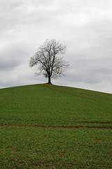 Obraz premium Lone tree in countryside