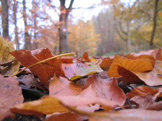 Осенний лес