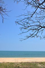 Silence beach with tree branch, Beach vacation background