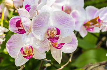 Pink orchid, Phalaenopsis.