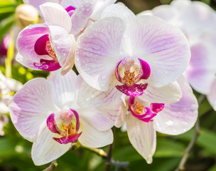 Close up of pink (purple) orchid, Phalaenopsis.
