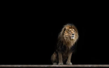 Deurstickers Leeuw Portret van een mooie leeuw, in het donker