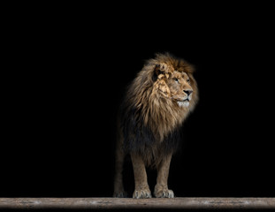 Fototapeta na wymiar Portrait of a Beautiful lion, in the dark