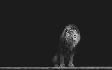 Obraz premium Portrait of a Beautiful lion, in the dark