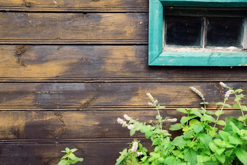 green plant on the background of the old wooden walls