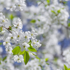  Spring flowers on branches