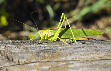 Heupferd