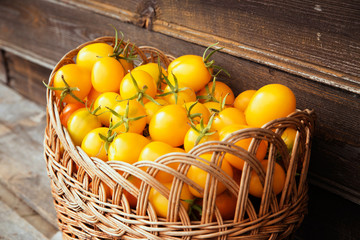 Organic rare freshly picked colorful heirloom tomatoes in a wick