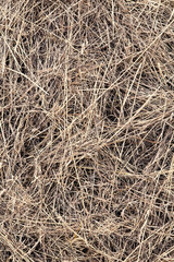 hay dry grass background