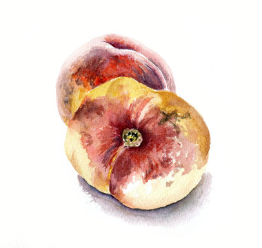 Two peaches. Watercolor illustration