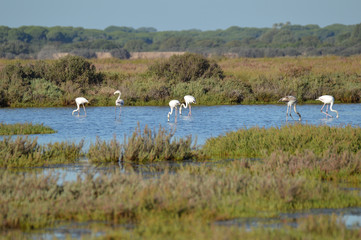 paisajes de marismas y aves en las salinas 