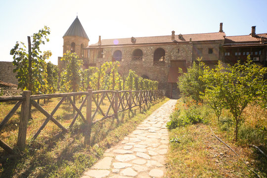 Vineyard at Alaverdi Monastery in Georgia