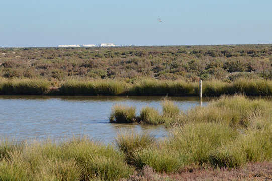 paisajes de marismas y aves en las salinas 