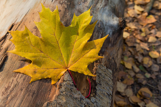 Fallen yellow leaf lying on a tree trunk. Nature