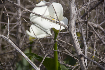 White Arum Lilly caged in by dead overgrown trees and weeds