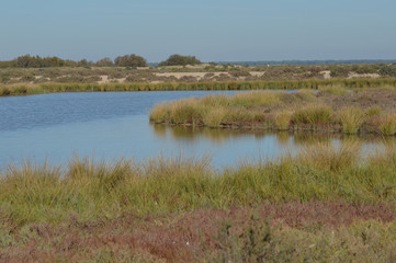 paisajes de marismas y aves en las salinas 
