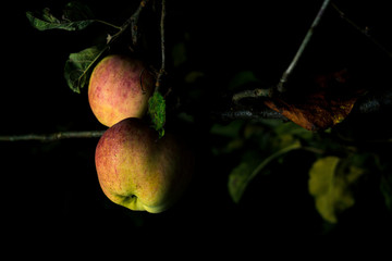 reife Äpfel an einem Baum mit alten Blättern in der Nacht