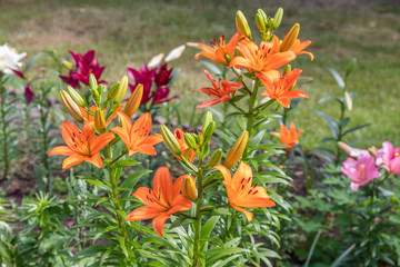 Beautiful flowers of Lilium in green garden in sunny summer day