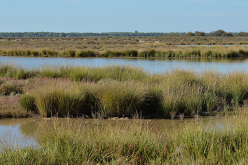 paisajes de marismas y aves en las salinas 