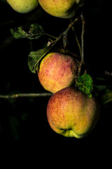 reife Äpfel an einem Baum mit alten Blättern in der Nacht