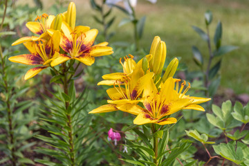 Beautiful flowers of Lilium in green garden in sunny summer day