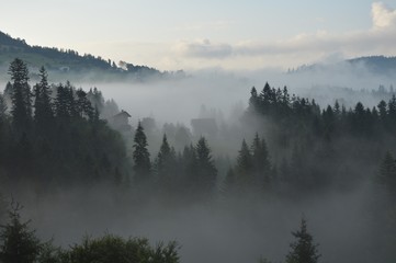 Foggy morning   