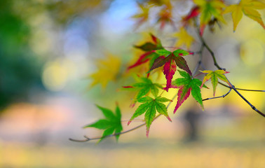 autumn leaf background