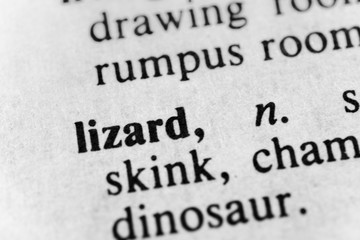 Obraz premium Lizard