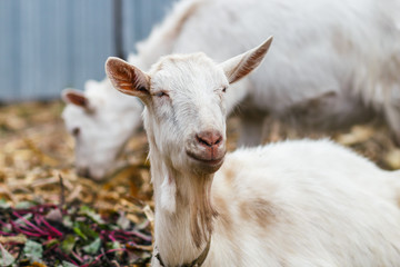 White goat at the village in a cornfield, goat on autumn grass, goat head looks at the camera