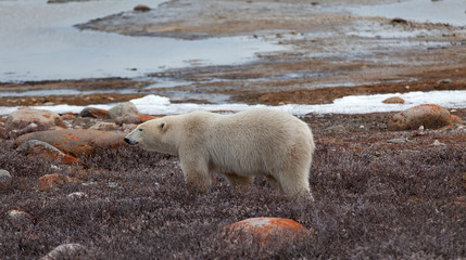 Eisbär