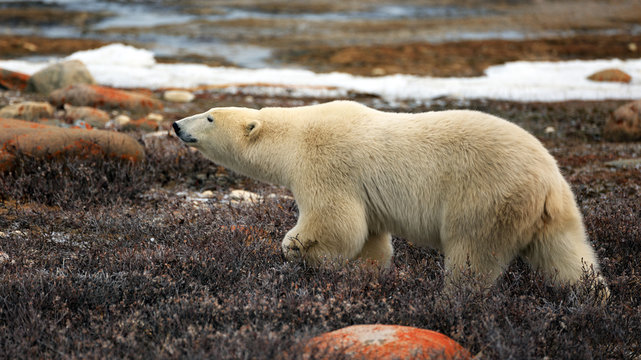 Eisbär