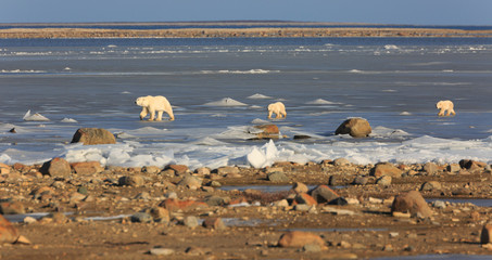 Obraz premium Eisbär