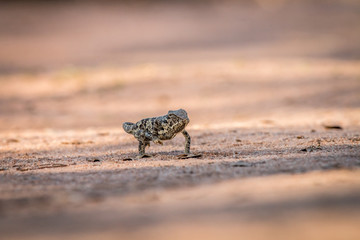 Flap-necked chameleon walking in the sand.