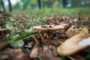 Forest mushrooms