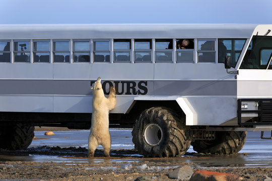 Eisb&auml;r