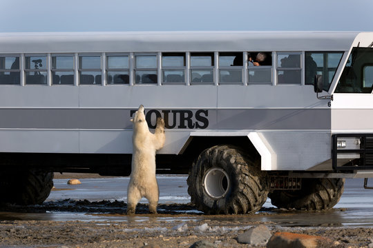 Eisb&auml;r