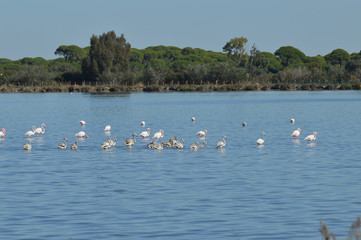 paisajes de marismas y aves en las salinas  