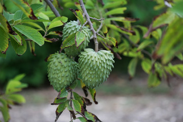 Atemoyas maduras en el árbol